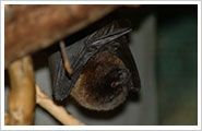 Bat